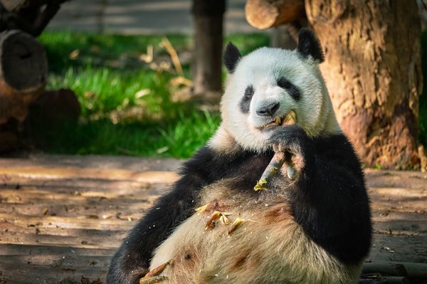 Quelles croisières permettent d'explorer les réserves de pandas en Chine?